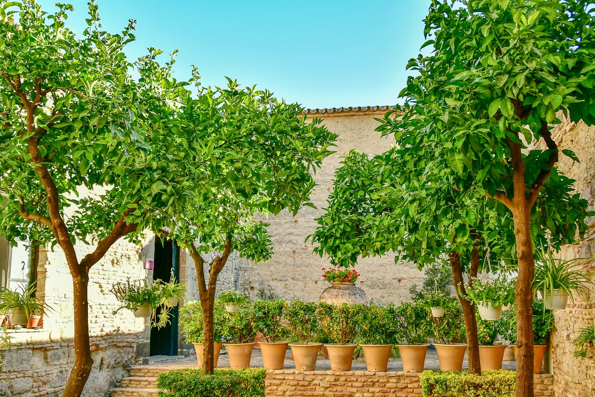 Cour méditerranéenne avec citronnier — atmosphère de la Côte d'Azur