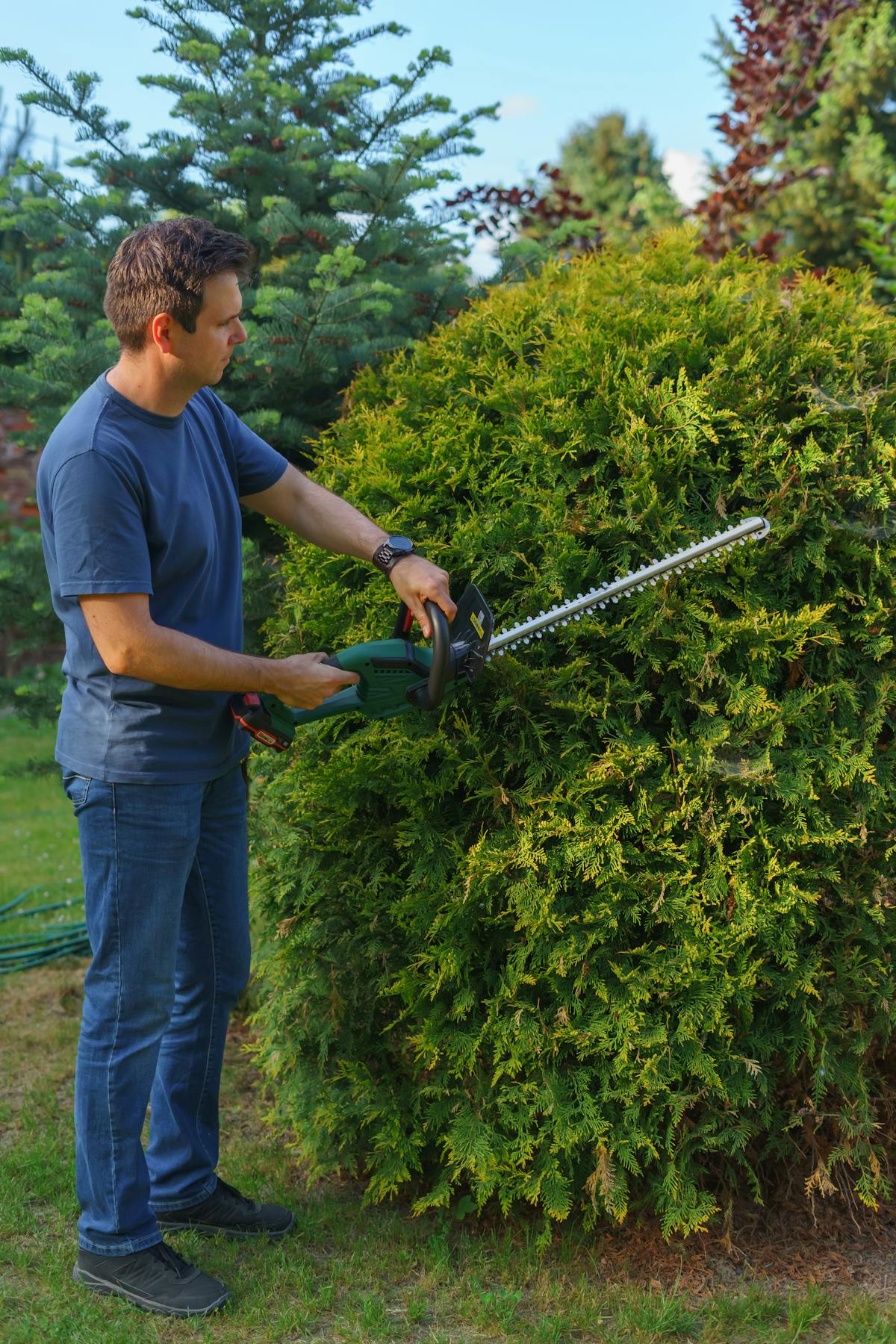Entretien d'un jardin à Nice — taille de haie
